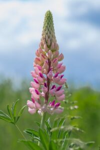 Fleur de lupin