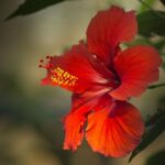 Magnifique fleur d'hibiscus rouge