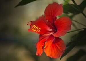 Magnifique fleur d'hibiscus rouge