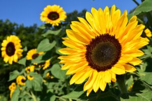 Magnifique tournesol tourné vers les rayons du soleil