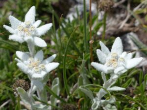 Fleur d'Edelweiss dans la montagne