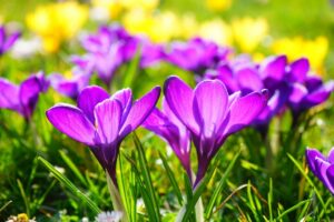 Fleurs de crocus