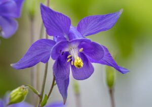 une magnifique fleur d'ancolie bleue