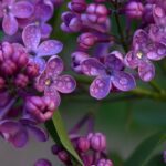 Jolie fleur de Lilas mauve avec ses perles de pluie