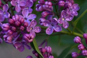 Jolie fleur de Lilas mauve avec ses perles de pluie