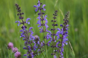 Sauge des près, plante médicinale