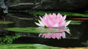 Fleur de lotus dans son étang