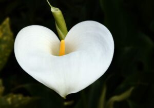 Fleur de l'élégance, l'arum