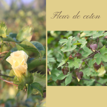 Fleur de coton début de floraison