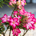 chèche Adenium