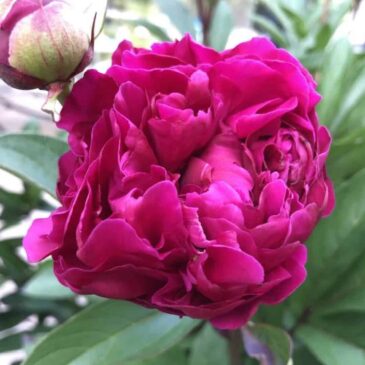 Pivoine de mon jardin