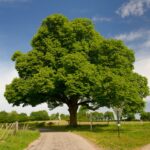 Marronnier, arbre majestueux