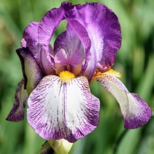 Fleur d'iris