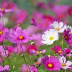 la fleur de cosmos